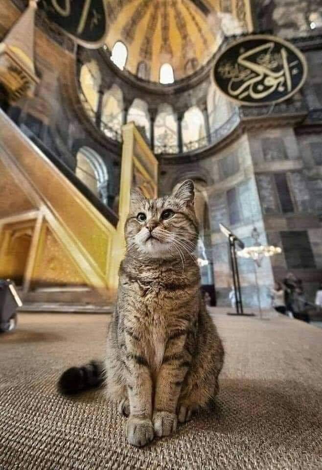 nasıl bir kedi!!?