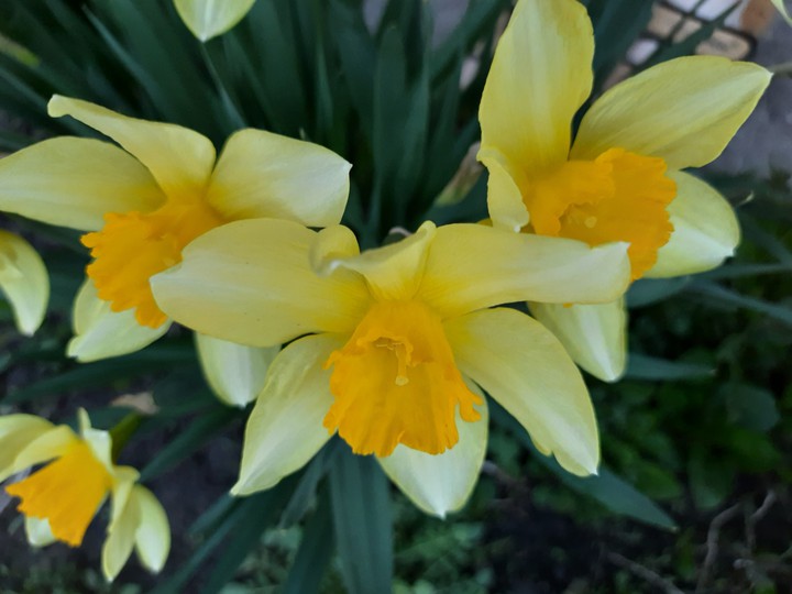 Flowers
