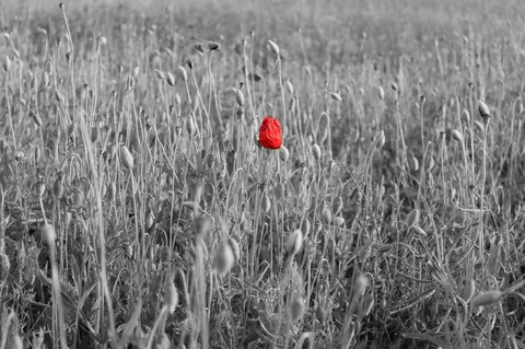 amapola