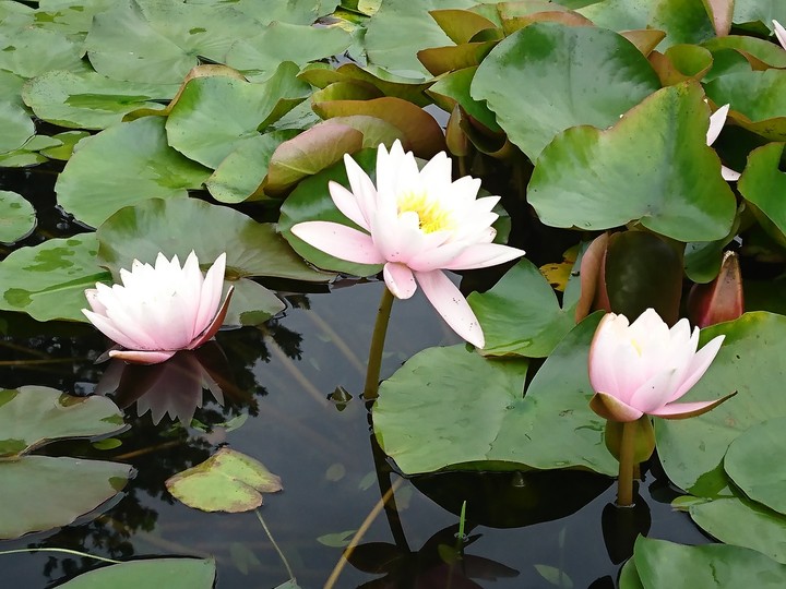 waterlily