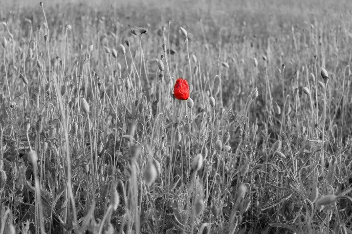 amapola
