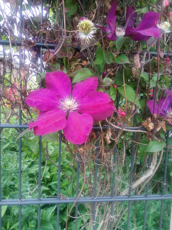 Blumen