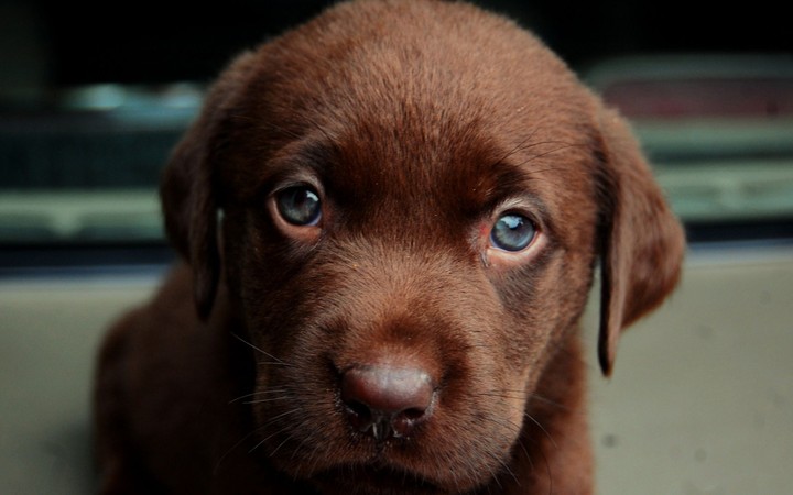 Puppy Dog Eyes