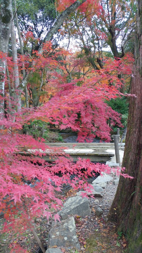 川と紅葉 Autumn leaves along the river