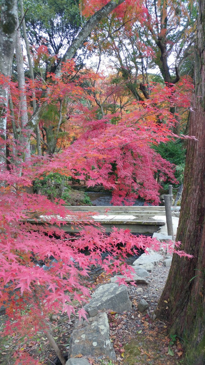 川と紅葉 Autumn leaves along the river