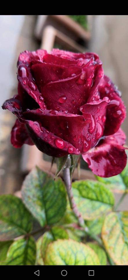 rose