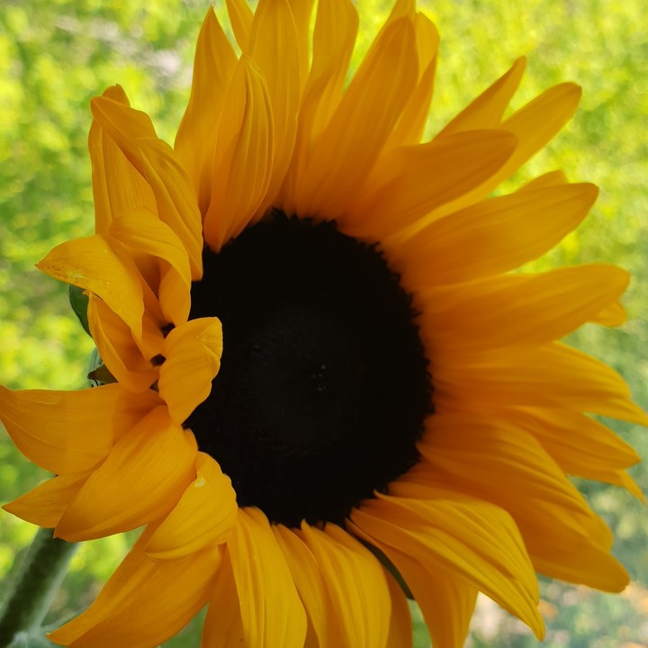 Girasol