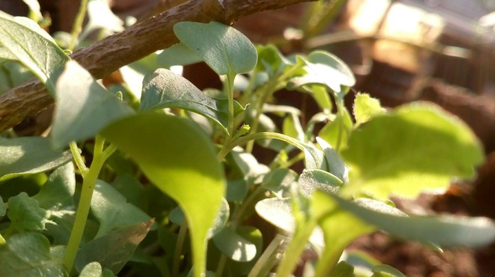 plants