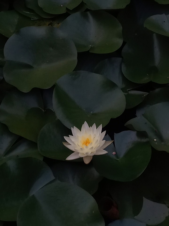 수련