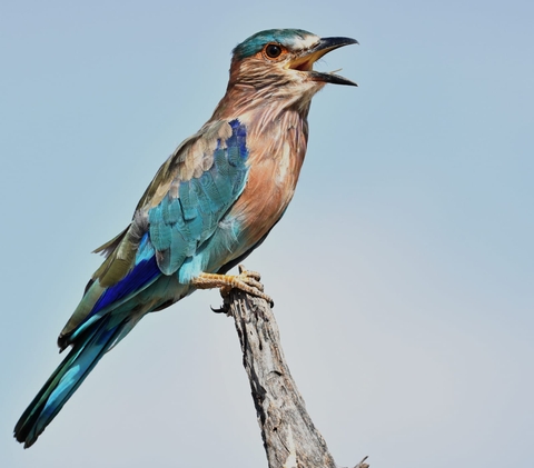 bird, songbird wallpapers