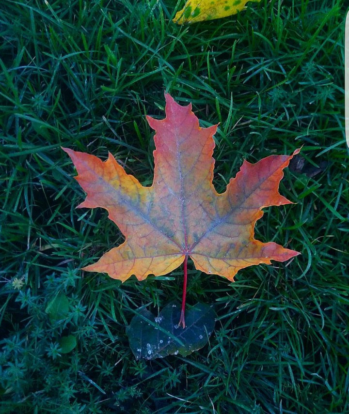 лист