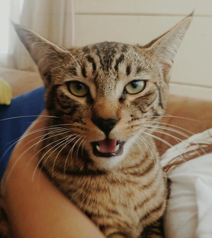 Gatos.