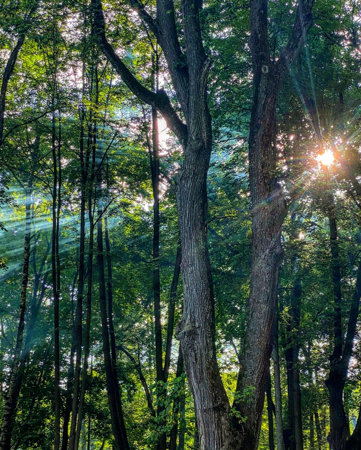 fog in forest