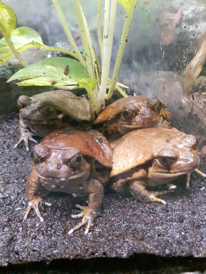 カエル