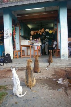 love and care animals, its our responsibility