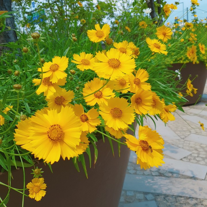 yellow flower