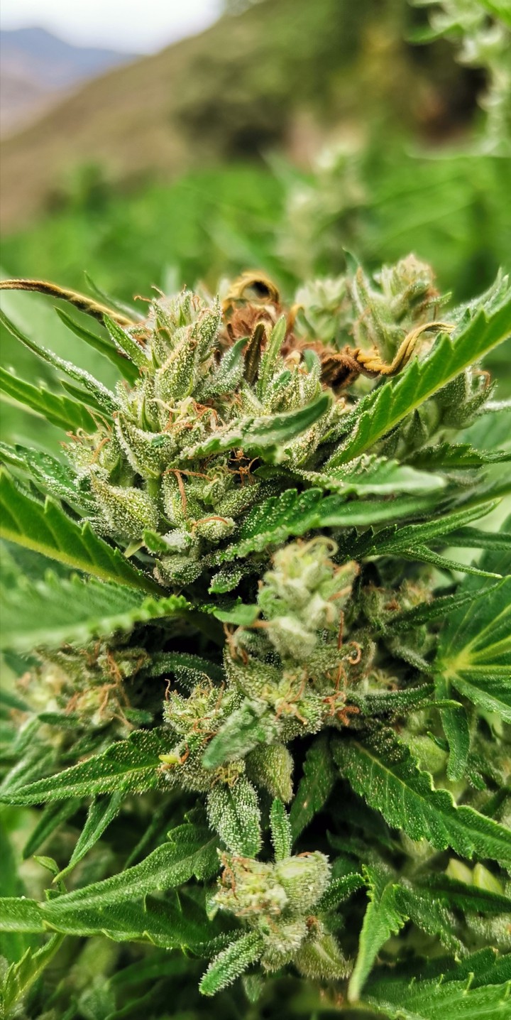 critical