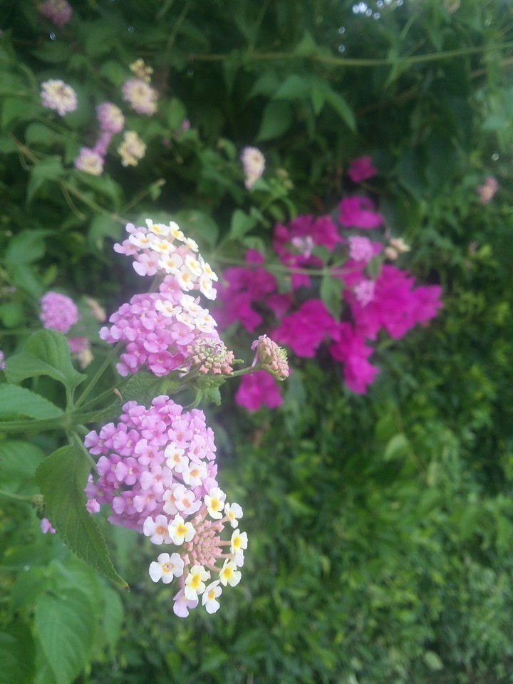 flowers