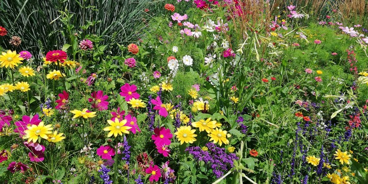 Flowers