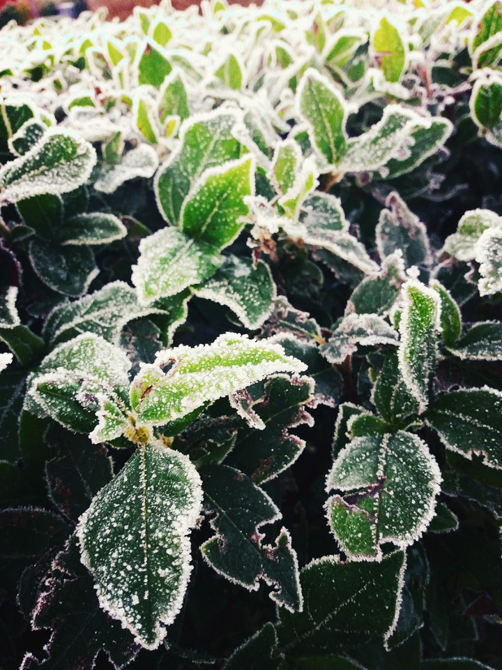 winterplanter