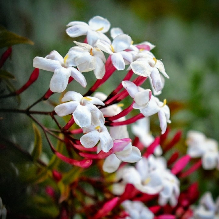 jasmine