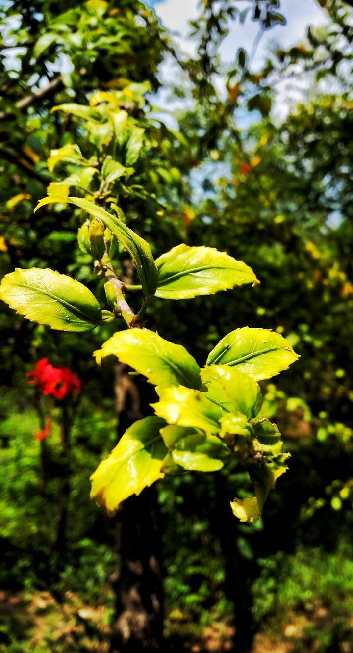 plant