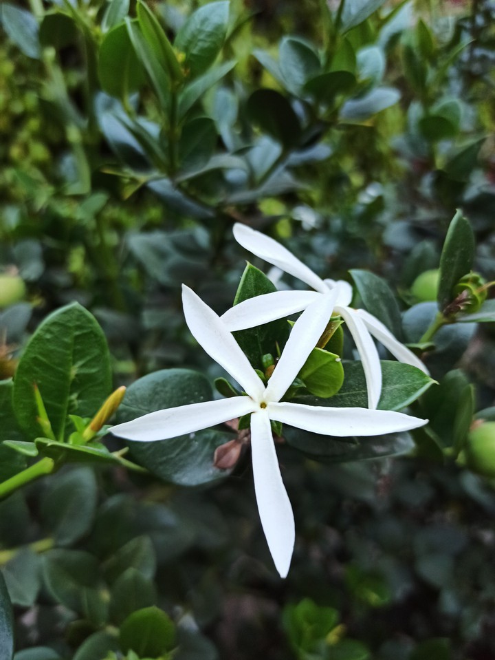 Nature
