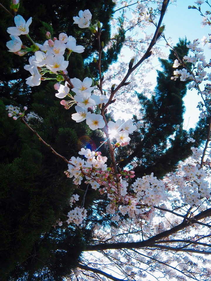 벚꽃
