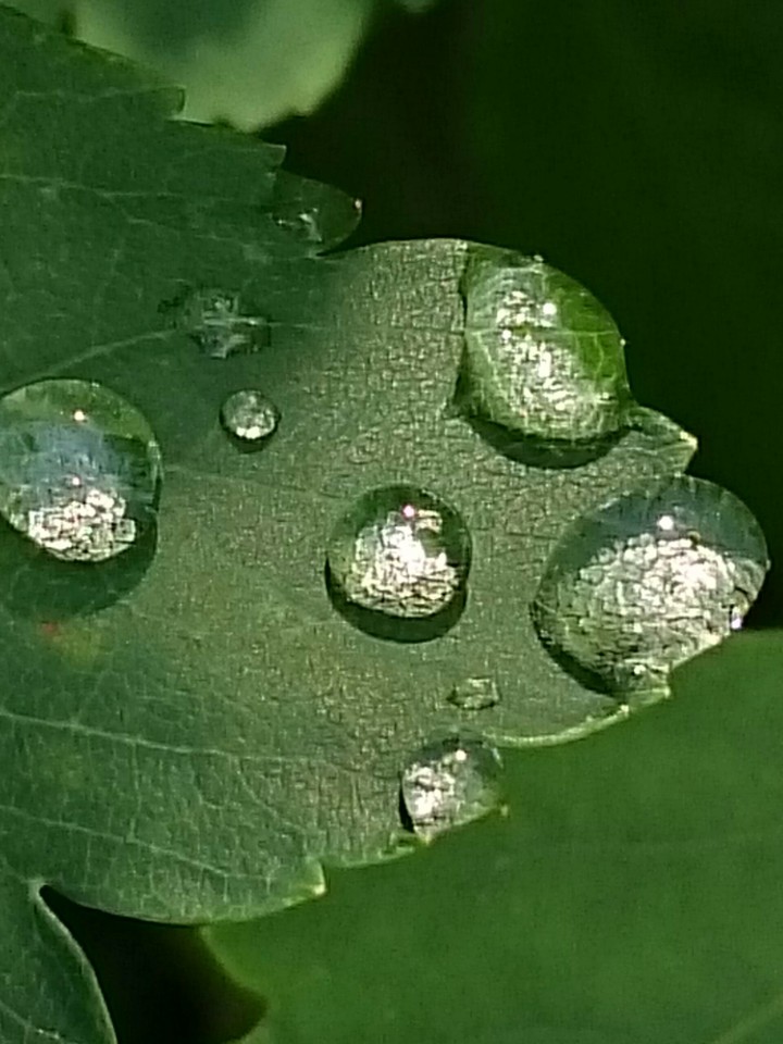 Waterdrops