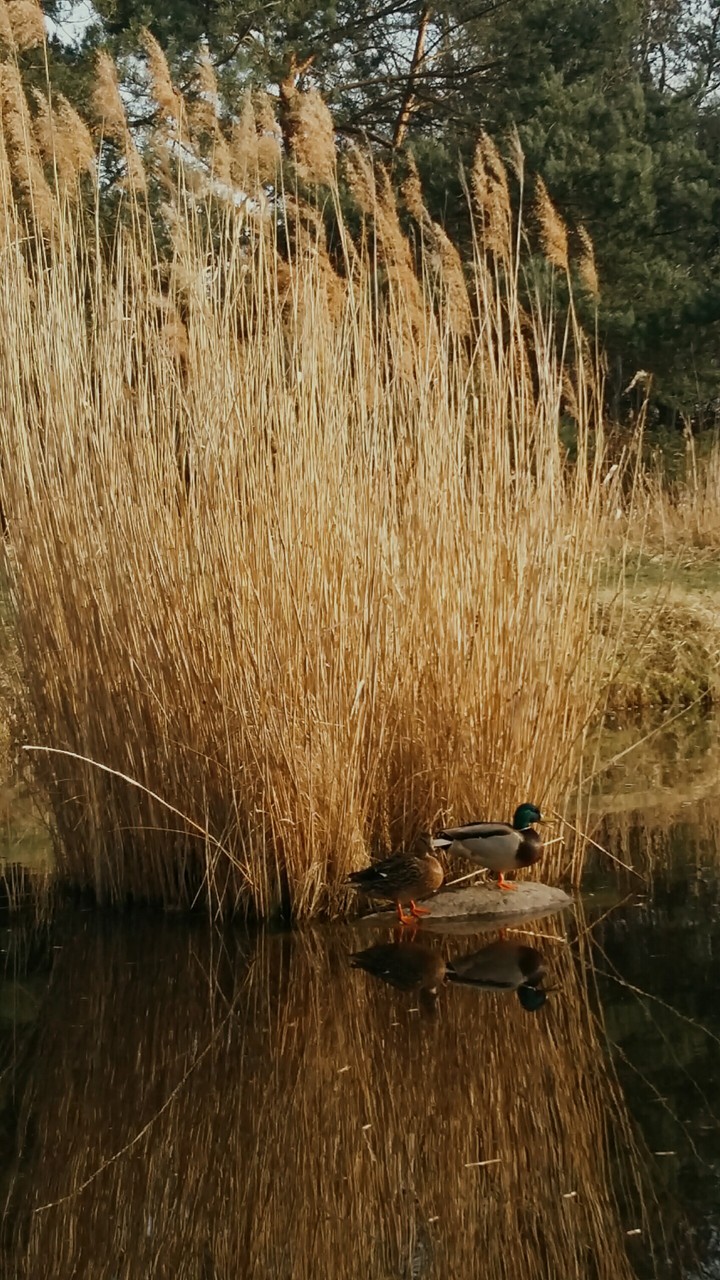 парочка