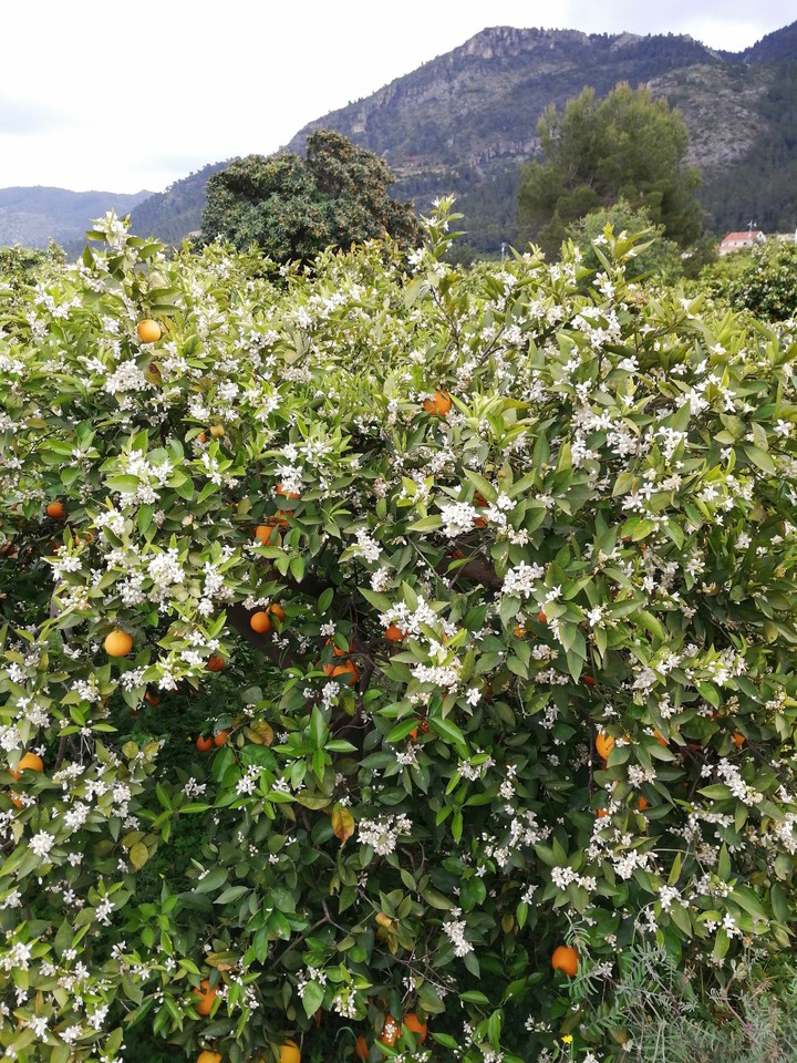 #Blossom