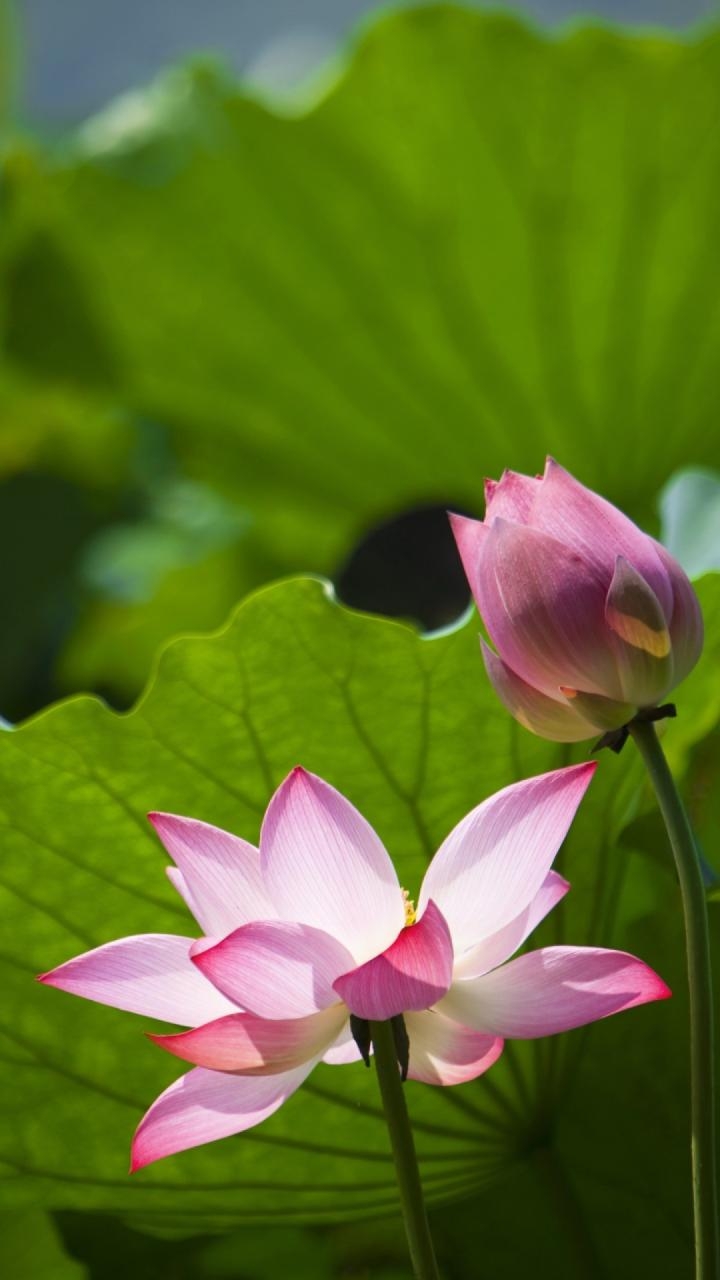 Nelumbo