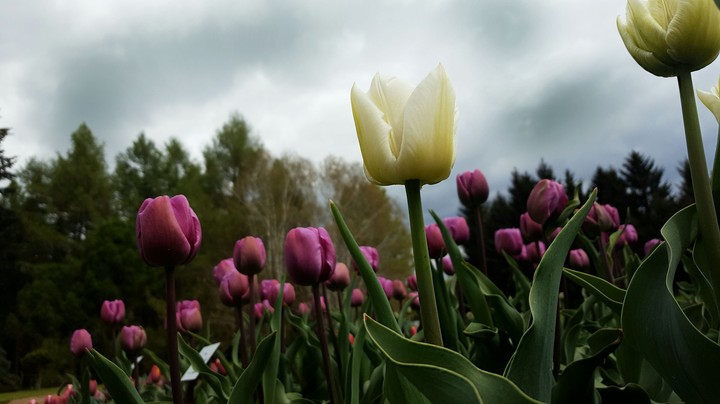 Tulips