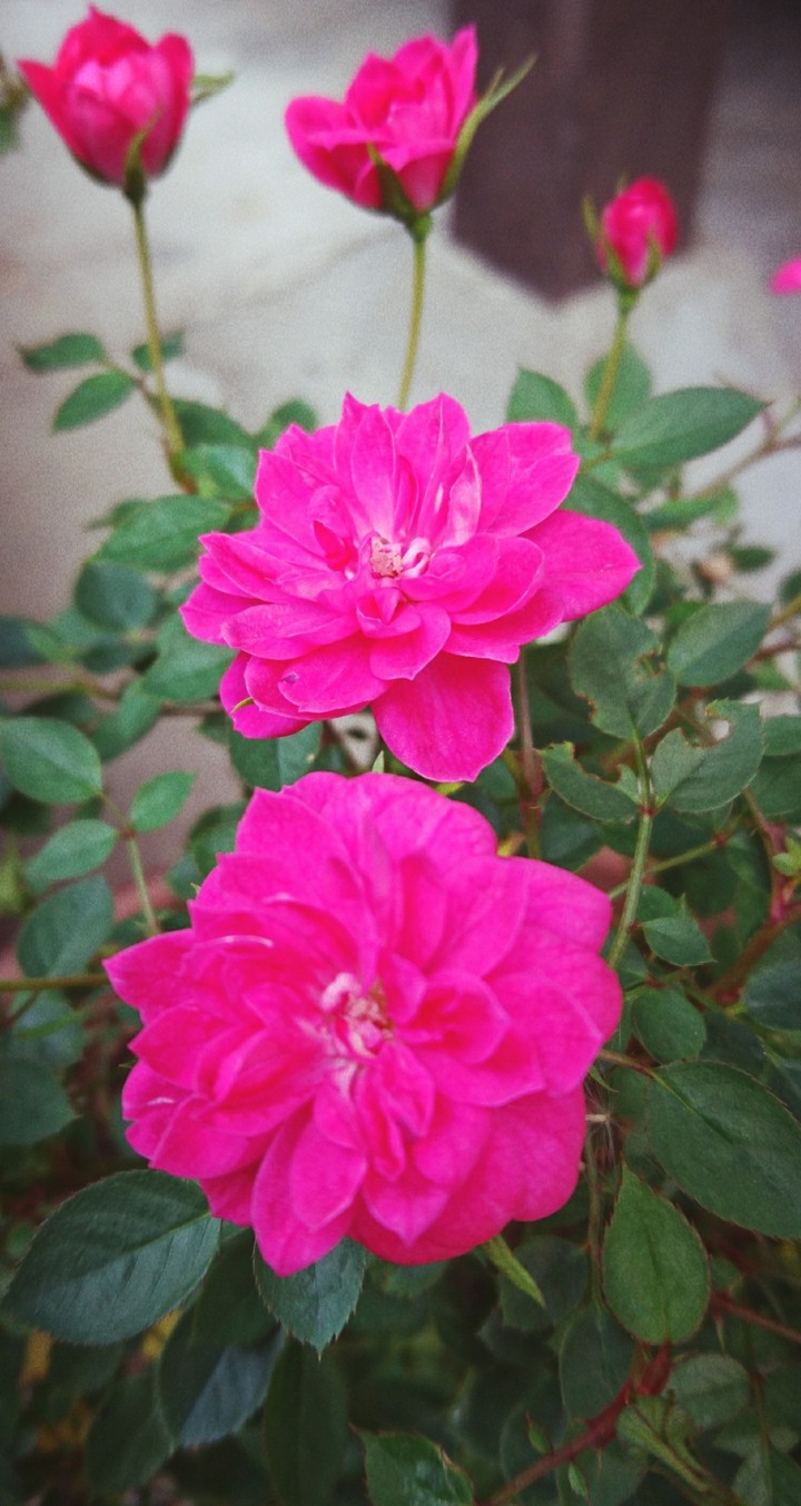 薔薇