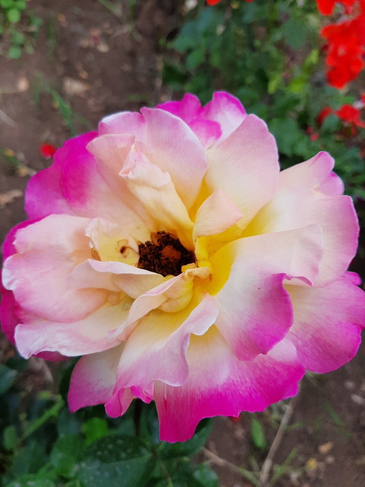 rose