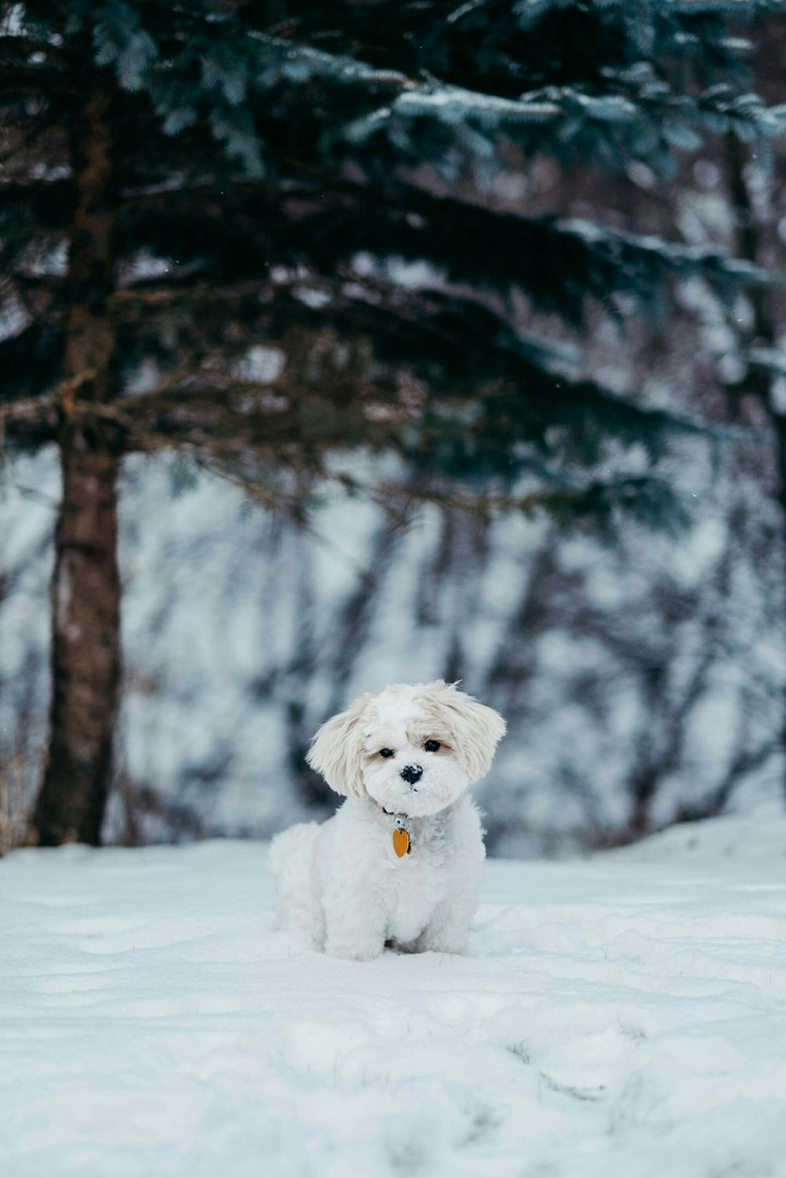 Der Hund, der im Schnee sitzt