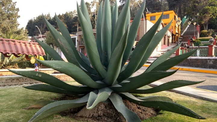 El cerro de los magueyes. México