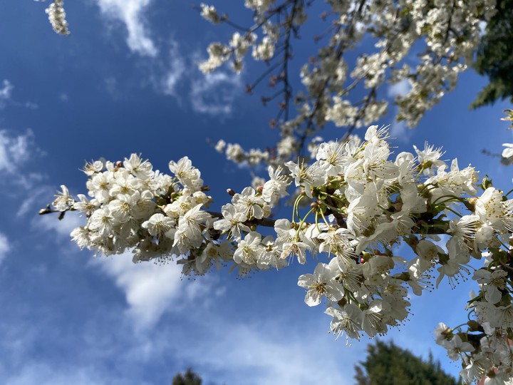 Blossom
