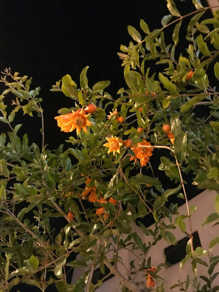 زهور