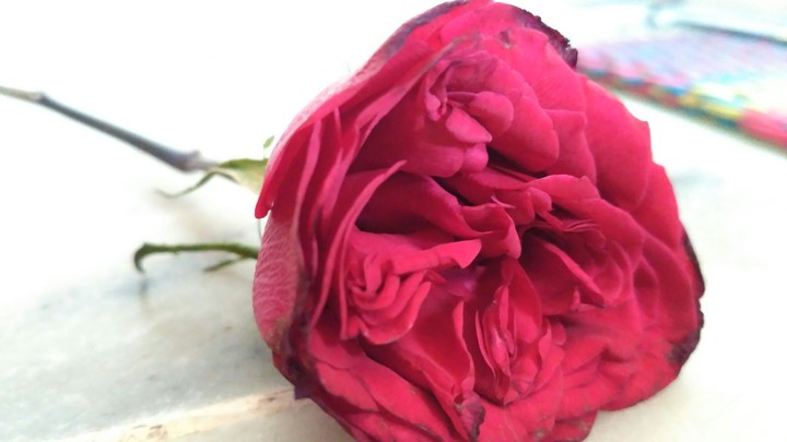 Beautiful red rose 