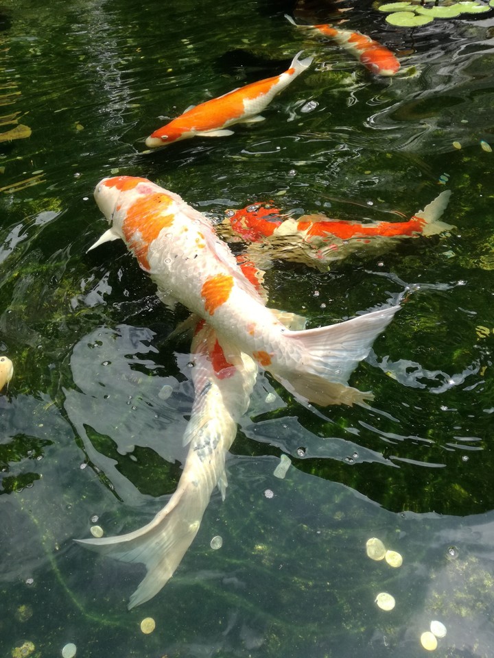 Fish
