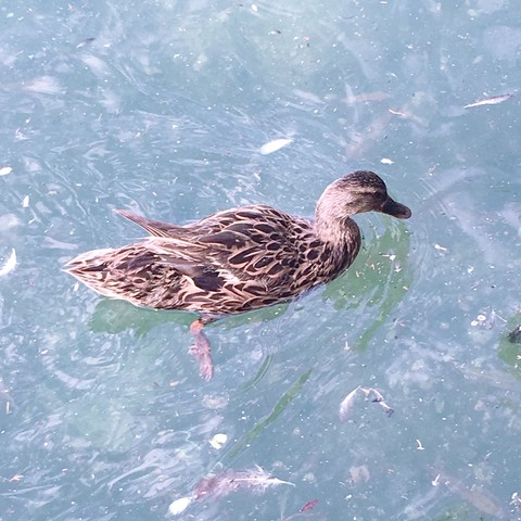 pato