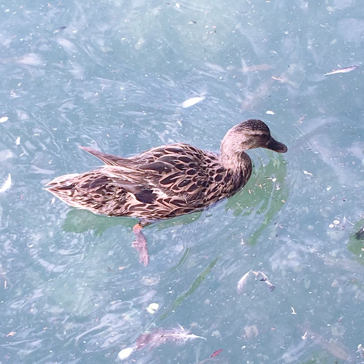 pato
