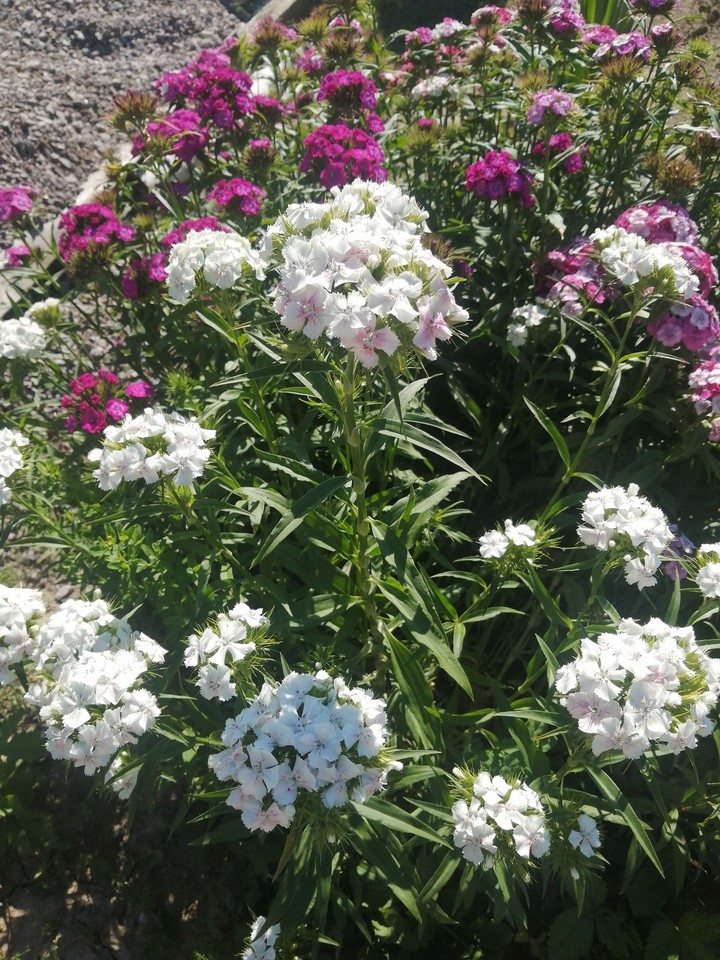 #flower