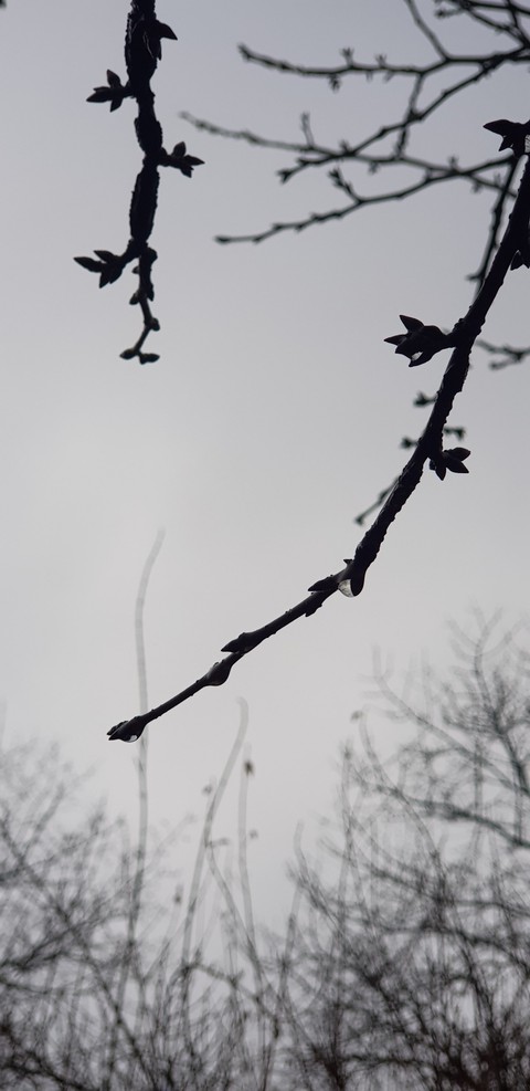 spring is coming
