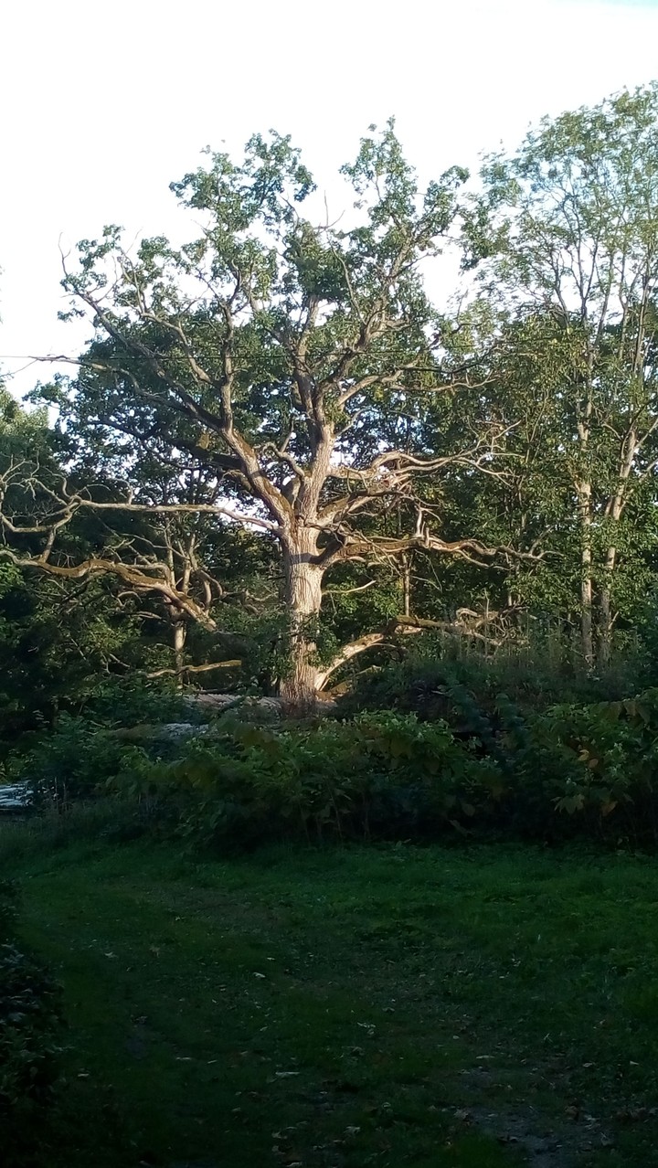 Nature.