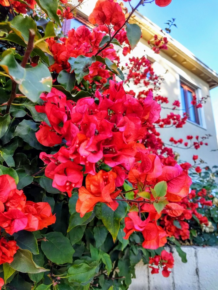 flowers