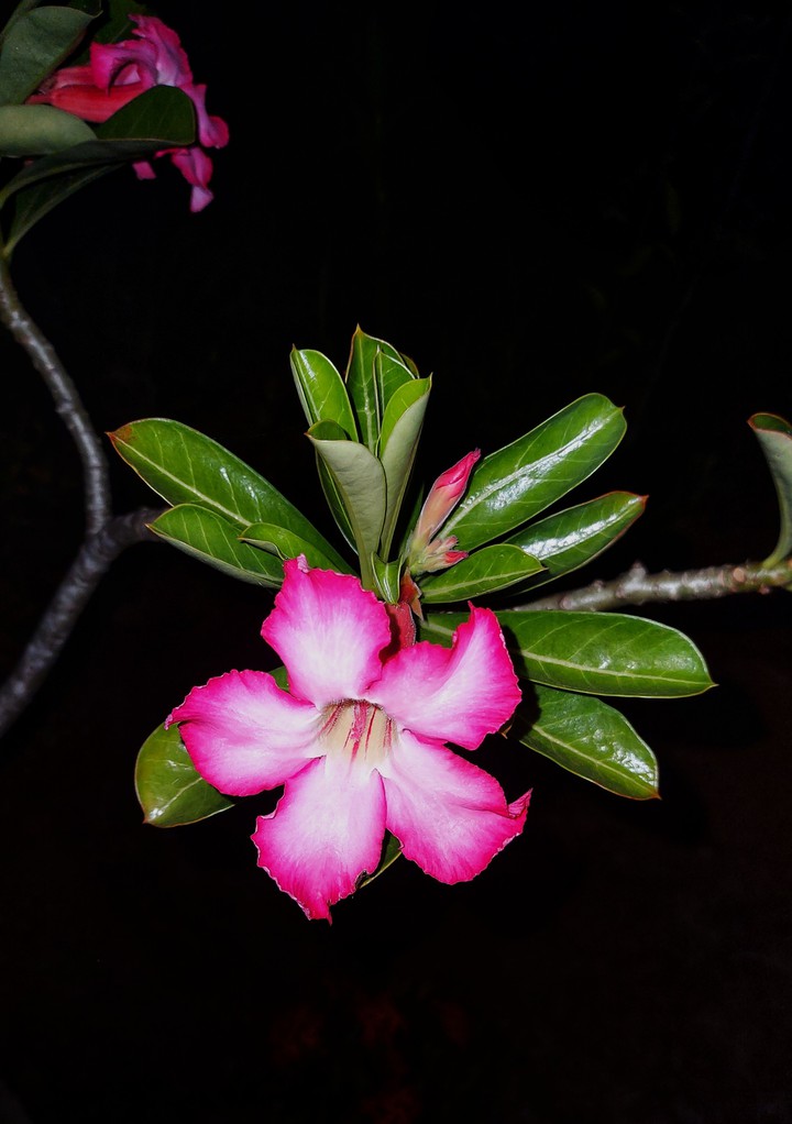 night beauty
