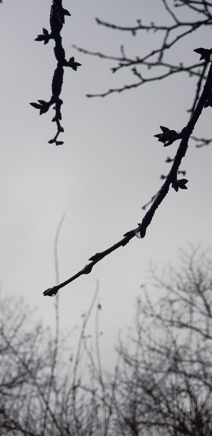 spring is coming
