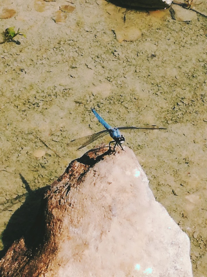 Dragonfly